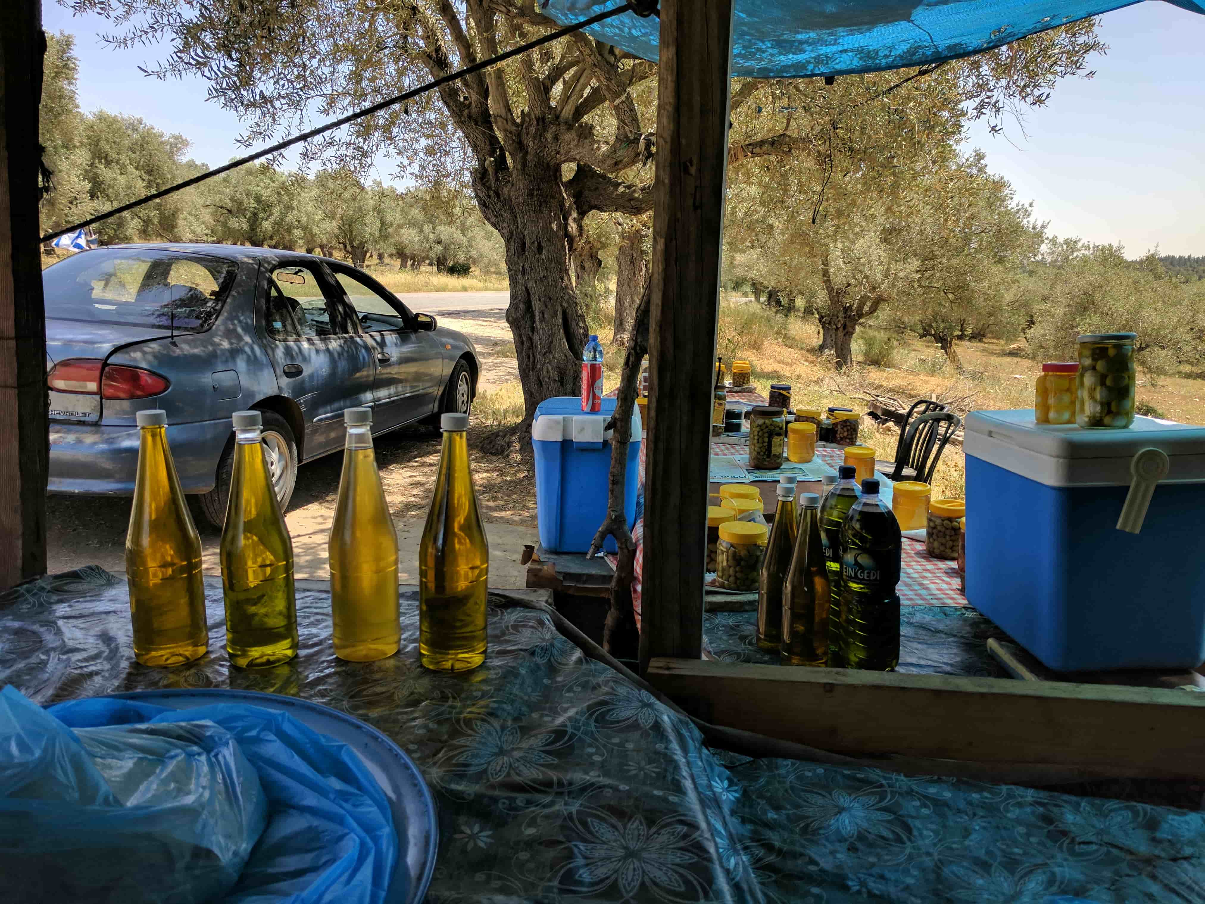 המאהל של תאופיק