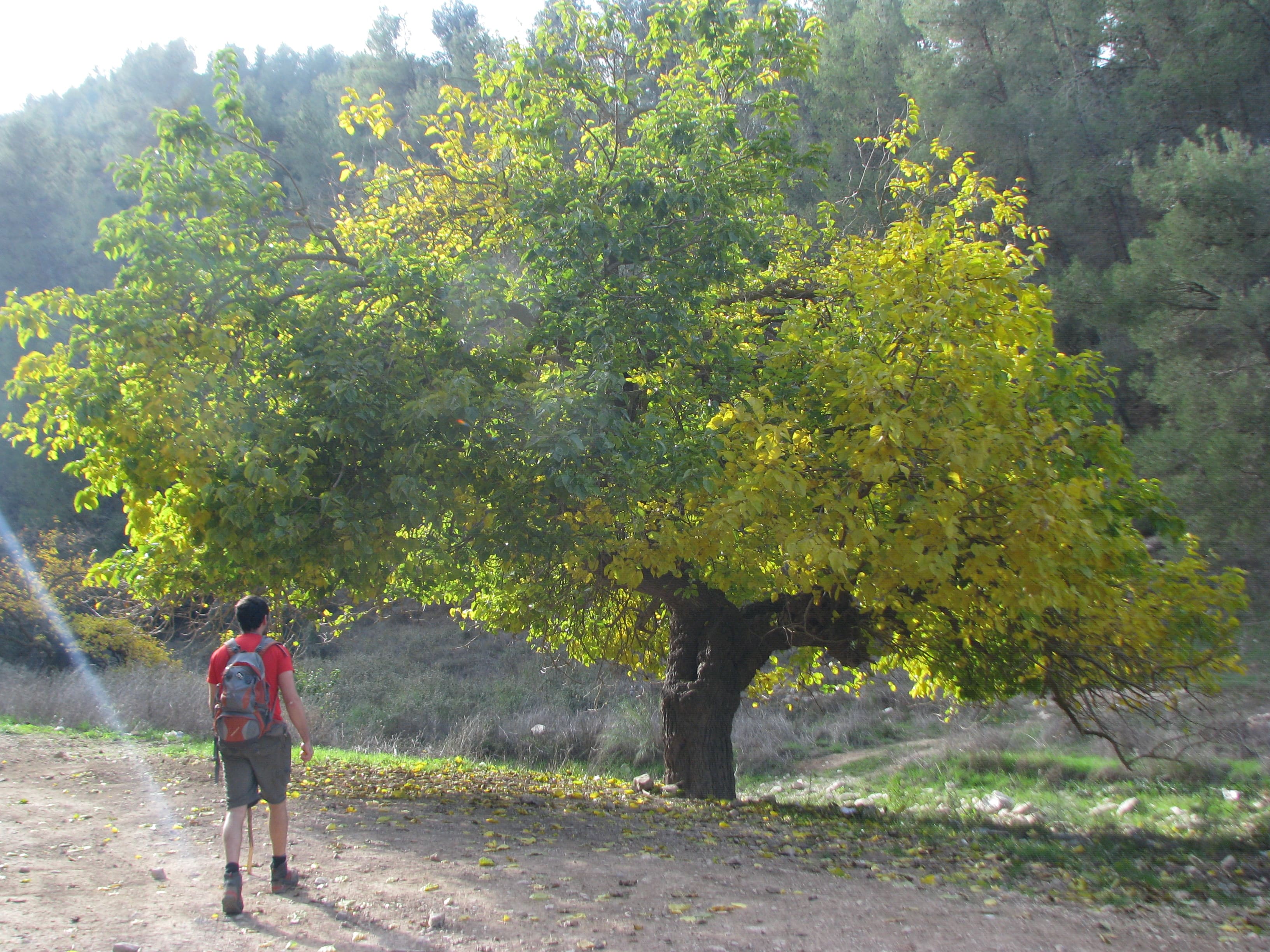 עץ תות מרשים בנחל דישון